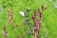 Berlin herb garden revives monastic health tradition from Middle Ages