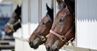 Apex upsets Endurance to win record-breaking Mohawk Million