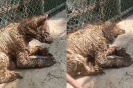 La Profepa convocó a veterinarios especializados para revizar a la osa en el Zoológico La Pastora