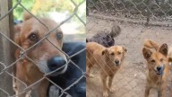 Tristeza en fundación que organizó voluntariado para ayudar a perritos y nadie llegó: “Nos dejaron plantados”