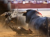 Lista de países de Latinoamérica que prohíben las corridas de toros y las peleas de gallos