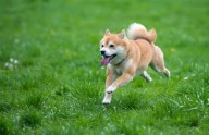 Should You Buy Dogecoin While It's Under $1?