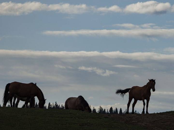 Protesters rally to "Save the Wild Horses" from contraception plan