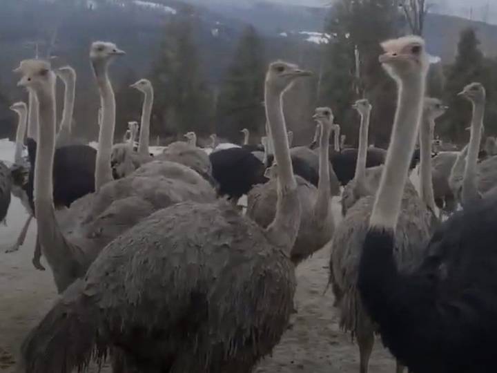 U.S. right-wing commentator offers to house B.C. ostriches facing cull order