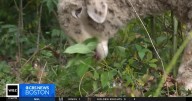 'Lambscaping' crew of sheep and goats clears brush from yards