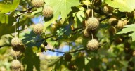 Cómo llegó el plátano oriental a Chile: la historia secreta del árbol más controversial de Santiago