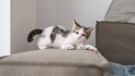 Ni alzarlo ni retarlo: cómo evitar que tu gato arañe muebles y sillones según expertos