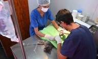 Atención y servicios destinados a mascotas