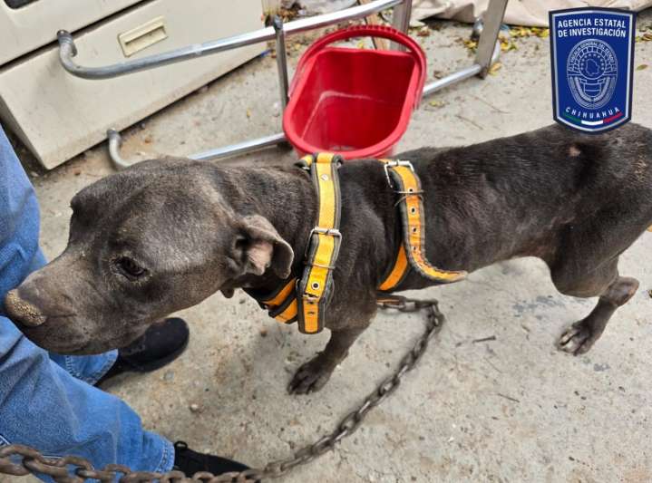 Aseguró FGE 22 animales víctimas de maltrato durante el mes de agosto