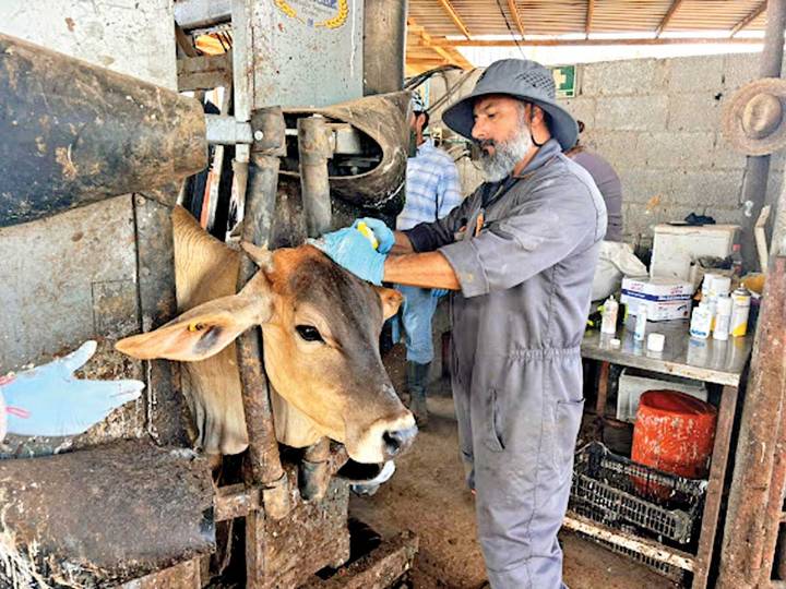 Dejan de exportar 644 mil cabezas de ganado; Sader atiende caso en Nuevo León