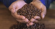 Perú dice que ya está listo: la estrategia frente a la limitación para exportar café y cacao