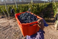 Cifra del mes. Cuál es el monto de Volver al Trabajo en septiembre