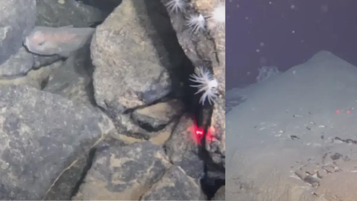 En medio de una expedición submarina, hallan laberintos de cráteres en el Pacífico que podrían contener pistas sobre el origen de la vida en la Tierra