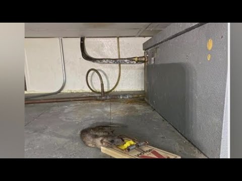 Rat infestation at a Subway frustrate sandwich artists in Los Angeles
