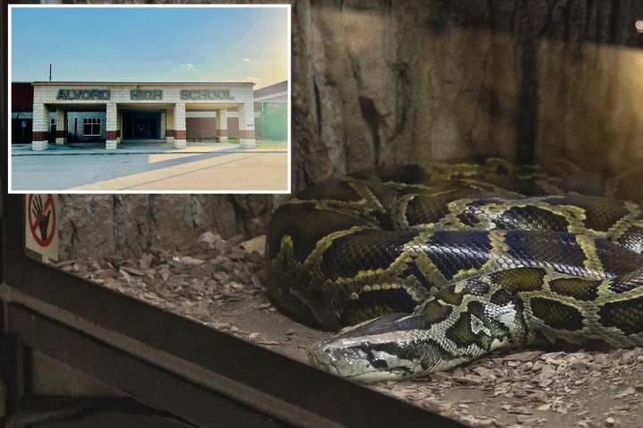 Texas high school teacher shamelessly tells students she fed 'ailing' kitten to class snake