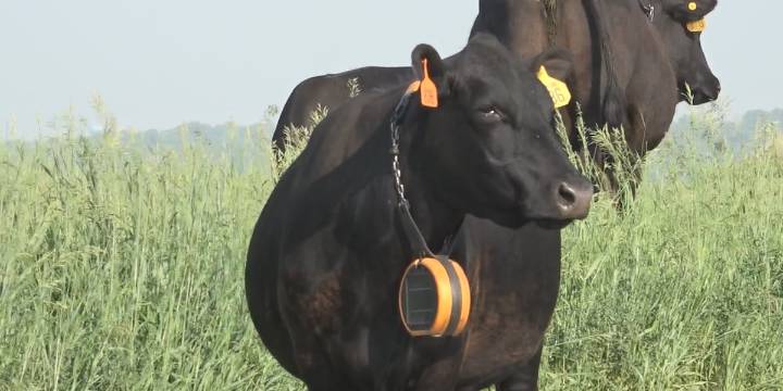 Virtual cattle fencing could have ‘huge’ potential for getting cattle back on the land