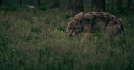The lone uncaptured Copper Creek wolf is responsible for recent Rio Blanco County sheep attacks, CPW says