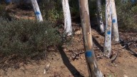 Poway starts cutting down thousands of trees to mitigate fire danger