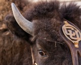 Colorado to debut new live buffalo mascot against Wyoming