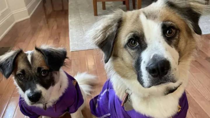 Tennessee Family Adopts A Companion For Their Blind Dog And Discovers A Heartwarming Secret