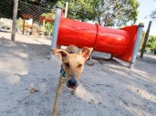 Perros, niños y la pelea inexistente