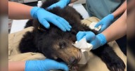 Ontario black bear cub survives gunshot to the head