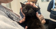 'Traumatised' cat and two kittens dumped in toilets of St Pancras station
