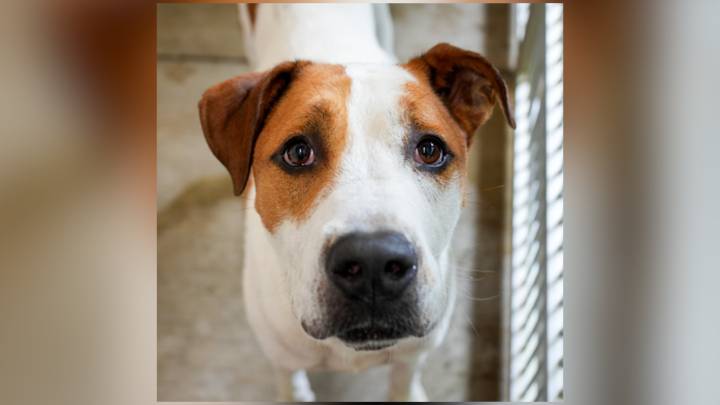 Pet of the Day: Franklin