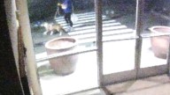 Burglary crew uses decoy dog in Puyallup business break