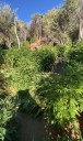 Cartel's illegal cannabis grow destroyed in California national forest