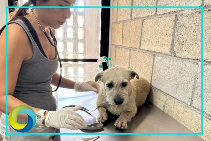 Autoridades rescatan a la perrita Xochitl tras presunto caso de abuso s3xu4l en Playa del Carmen