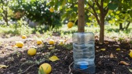 Poner una botella de agua al pie del limonero: para qué sirve y cuáles son los beneficios