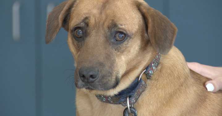 Dog needs new home after being rescued with 14 others from deplorable living conditions