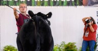 Youth Beef Breed Show brings family, friends together