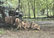 Zookeeper, 58, e@ten alive by pack of lions in front of tourists after stepping out of truck at safari park (See Photos)