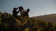 España prevé superar este año a Francia como país productor de vino