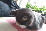 Way Cat Sleeps on Couch Leaves Internet in Hysterics: 'Such a Mood'