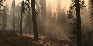 California's Garnet Fire threatens thousands-year-old sequoia trees in Sierra National Forest