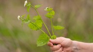 What to know before you try foraging for edible plants and mushrooms in backyards or public spaces