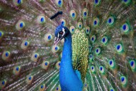 Florida man charged after killing, eating 2 pet peacocks