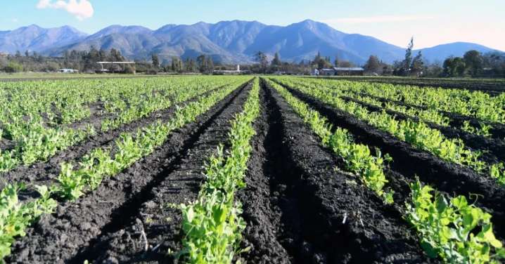 Director de Agronomía U. Mayor: "Los fenómenos climáticos empiezan a ser más violentos y la agricultura debe adaptarse"
