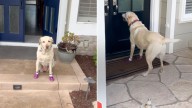 Dog From California Kept Visiting Her Neighbor By Squealing At The Door, So The Woman Did Something Incredible