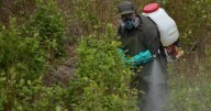 ¿Por qué Estados Unidos descertificó a Colombia en la lucha contra las drogas? Razones y datos