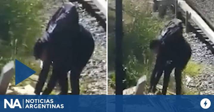 Intentó robar cables en la Línea Mitre y terminó detenido: el video