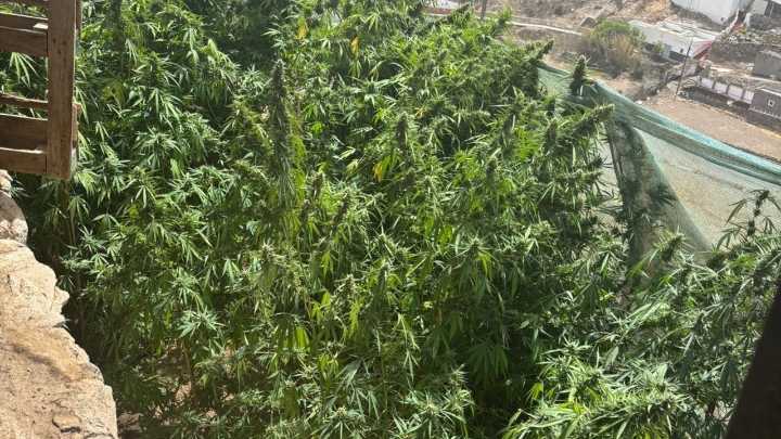 Descubren en Gran Canaria un almacén de marihuana con casi medio millar de plantas secas
