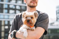 Dear Abby: Boyfriend is fixing Wagyu steaks for the Yorkies while I eat a leftover turkey sandwich
