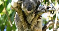 'Massive divisions' while koala park awaits approval