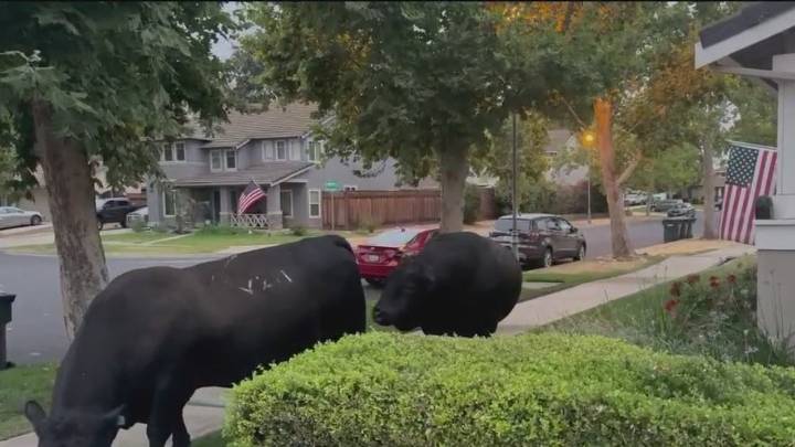 Escaped bulls make their way into KTVU's Roberta Gonzales' East Bay front yard