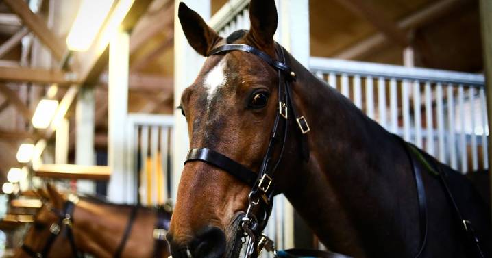 Gunner suing MoD for 'disabling injury' filmed driving and moving horses