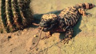 Game Warden Busted Illegal Reptile Dealers By Taking Gila Monsters To Bar